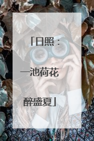 日照：一池荷花醉盛夏